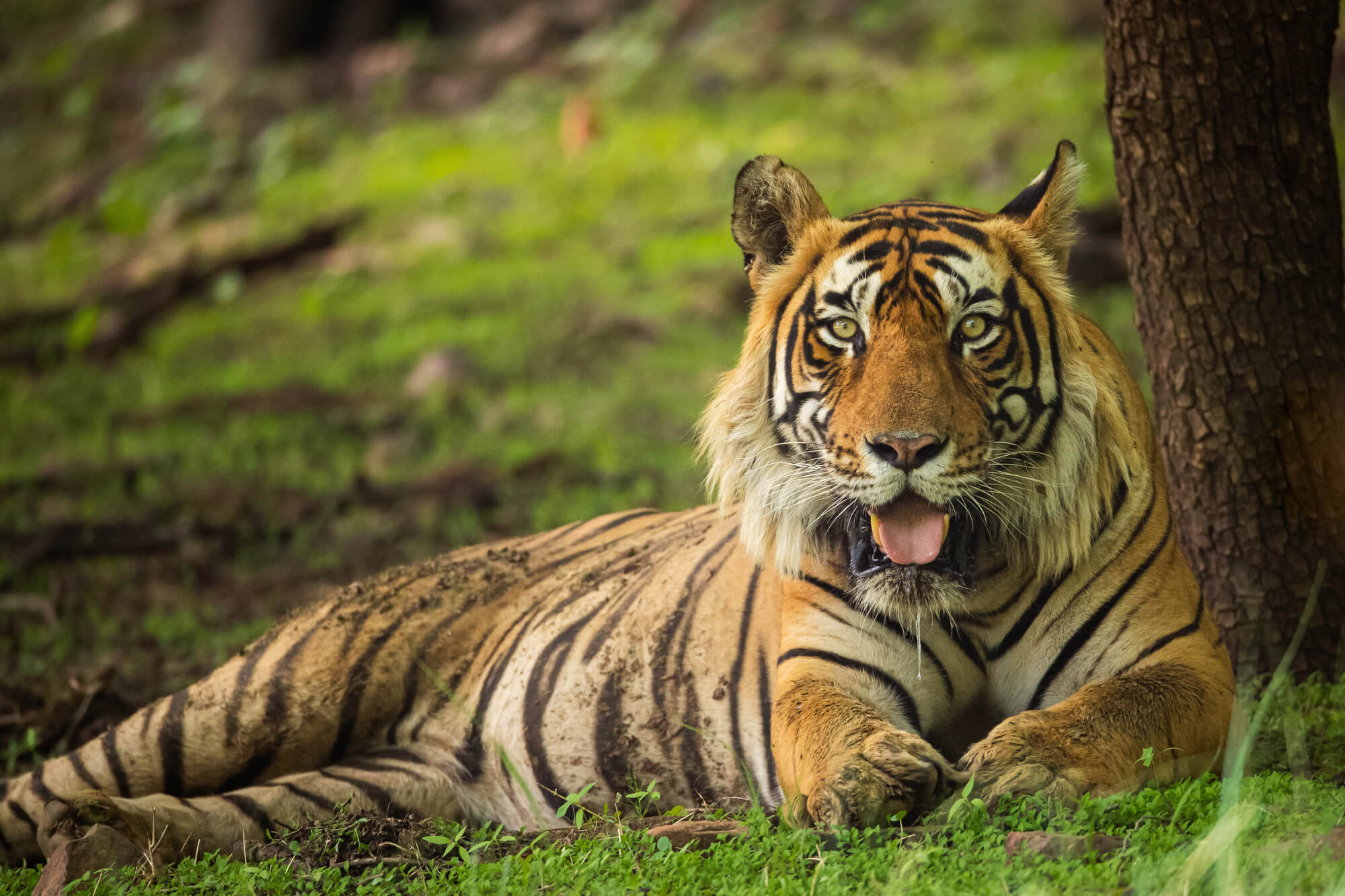 An Encounter with the King