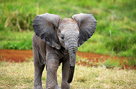 Wildlife