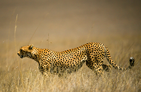 Wildlife
