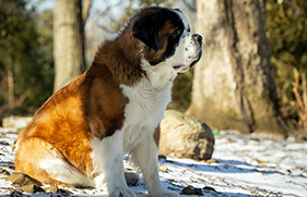 St. Bernards