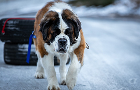 St. Bernards