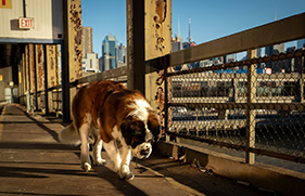 St. Bernards