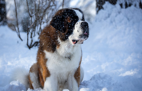 St. Bernards