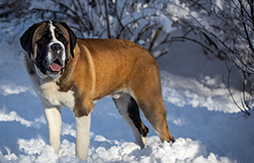 St. Bernards