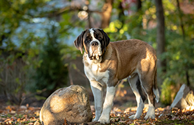 St. Bernards