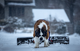 St. Bernards