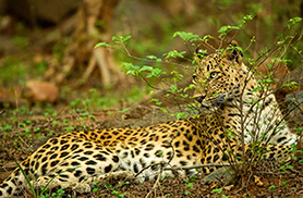 Wildlife