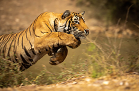 Wildlife