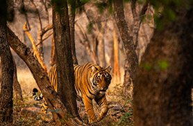 Wildlife