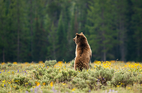 Wildlife