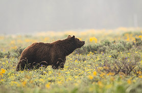 Wildlife