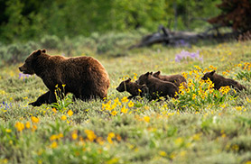 Wildlife