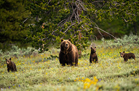Wildlife