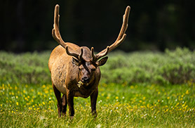 Wildlife