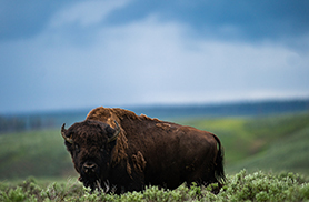 Wildlife