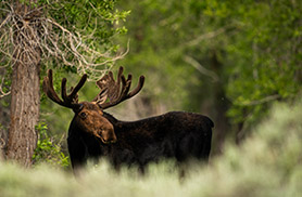 Wildlife
