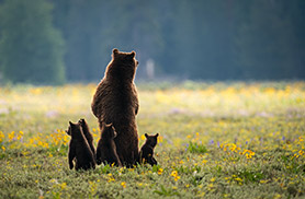 Wildlife
