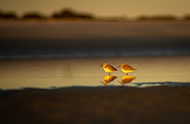 Wildlife
