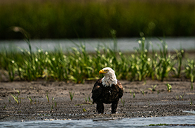 Wildlife