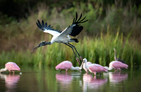 Wildlife