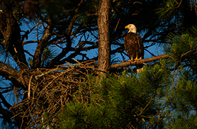 Wildlife