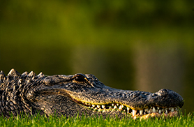 Wildlife