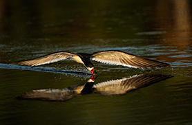 Wildlife