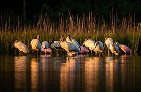 Wildlife