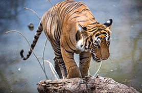 Wildlife