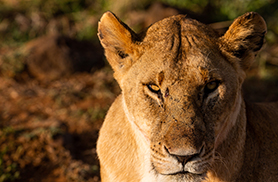 Wildlife