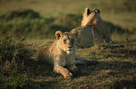 Wildlife