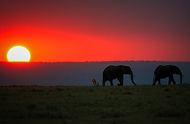 Wildlife