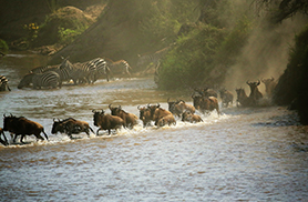 Wildlife