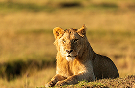 Wildlife