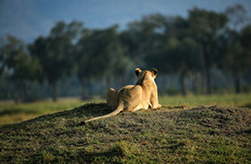 Wildlife