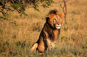Wildlife