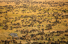 Wildlife
