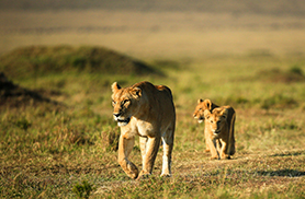 Wildlife