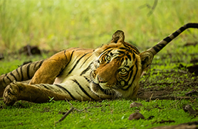 Wildlife