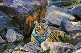 Wildlife