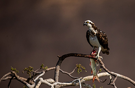 Wildlife