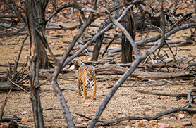 Wildlife