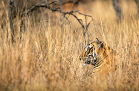 Wildlife