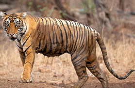 Wildlife