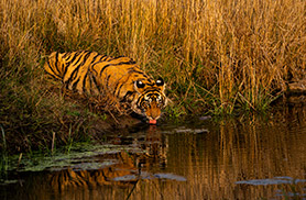 Wildlife