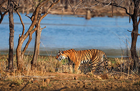 Wildlife