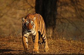 Wildlife