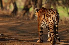 Wildlife