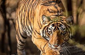Wildlife