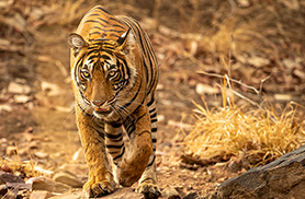 Wildlife